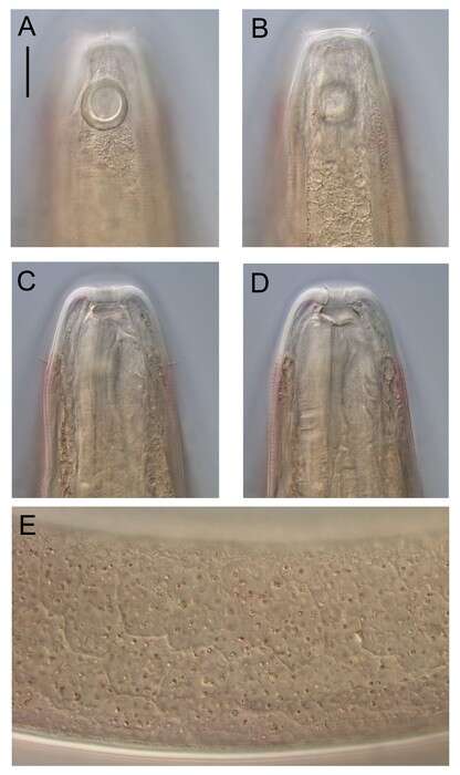 Image of Linhomoeus pycnocricus Leduc 2023