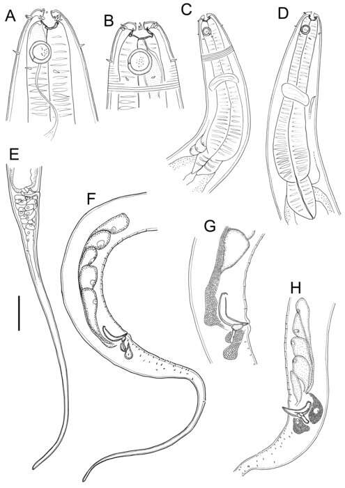 Image of Linhomoeus pycnocricus Leduc 2023