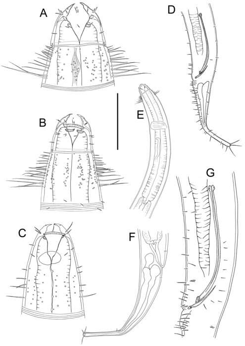 Image of Deraionema barbatum Leduc 2023