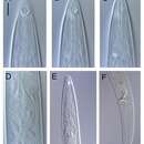 Image of Aegialoalaimus magnus Leduc 2023