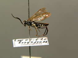 Image of <i>Macrophya <i>duodecimpunctata</i></i> duodecimpunctata