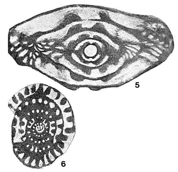 Image of Profusulinella pararhomboides Rauzer-Chernousova & Belyaev 1936