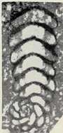 Pseudorhapydionina laurinensis (De Castro 1965)的圖片