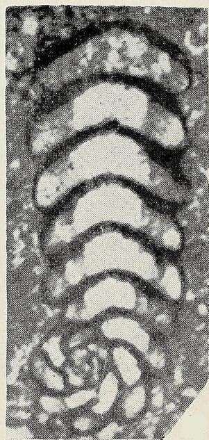 Слика од Pseudorhapydionina laurinensis (De Castro 1965)