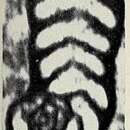 Image de Pseudorhapydionina dubia (De Castro 1965)