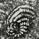 Image of Pseudorhipidionina casertana (De Castro 1965)