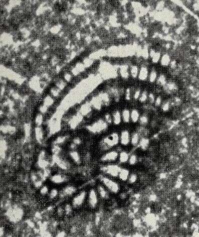 Image of Pseudorhipidionina casertana (De Castro 1965)