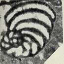 Image of Peneroplis parvus De Castro 1965