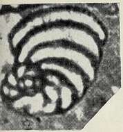 Image of Peneroplis parvus De Castro 1965