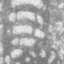 Image of Pseudorhapydionina chiapanensis Michaud, Fourcade & Gutierrez Coutino 1984