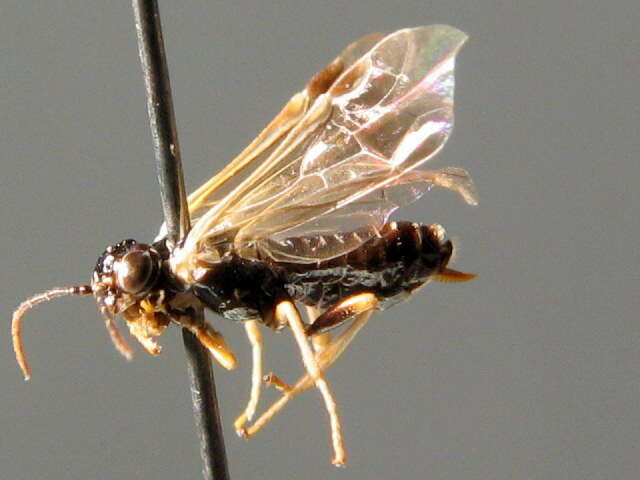 Image of Early Birch Leaf Edgeminer