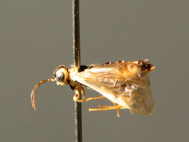 Sivun <i>Harpiphorus lepidus</i> kuva