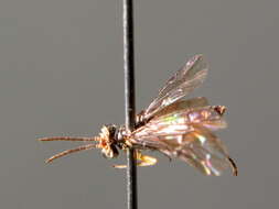 Image of <i>Heterarthrus vagans</i>