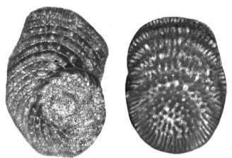 Image of Praetaberina bingistani (Henson 1948)