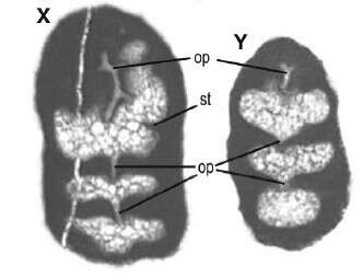 Image of Fissumella Cruz-Abad, Consorti, Di Lucia, Parente & Caus 2017