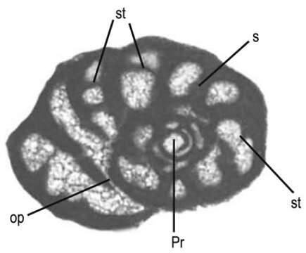 Image of Fissumella Cruz-Abad, Consorti, Di Lucia, Parente & Caus 2017