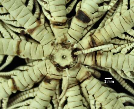 Image of Comatula (Comatula) solaris Lamarck 1816