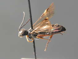 Image of <i>Allantus melanarius</i>