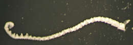 Image of Palaeocomatella hiwia McKnight 1977