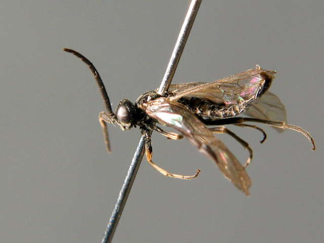 Image of <i>Empria basalis</i>