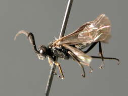 Image of <i>Empria sexpunctata</i>