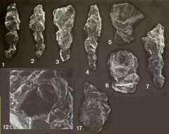 صورة Reophax scorpiurus Montfort 1808