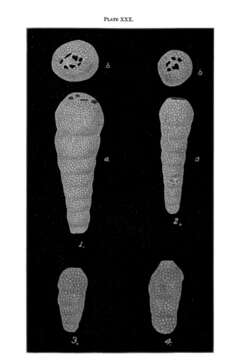 Image of Cribratina Sample 1932