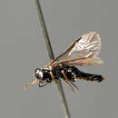 Image of <i>Endelomyia filipendulae</i>