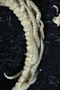 Image of Neocomatella europaea AH Clark 1913