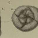 Image of Trochammina anceps Brady 1876