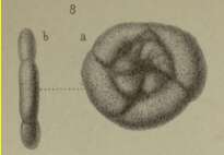 Image of Trochammina anceps Brady 1876