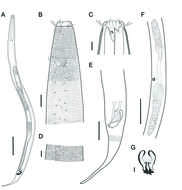 Image of Biarmifer nesiotes Cunha, Fonseca & Amaral 2023