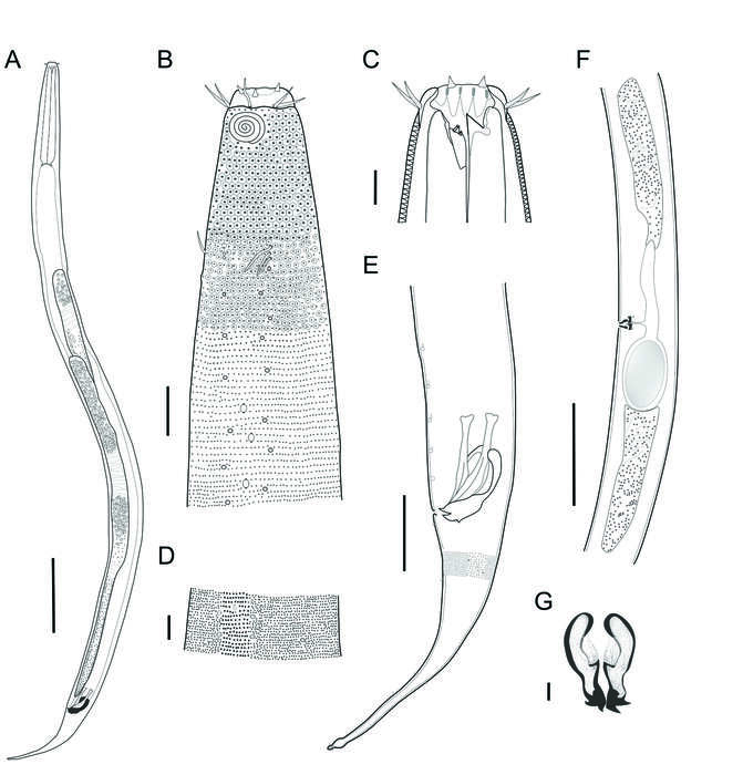 Image of Biarmifer nesiotes Cunha, Fonseca & Amaral 2023