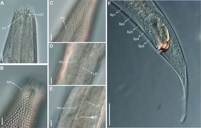 Image of Biarmifer nesiotes Cunha, Fonseca & Amaral 2023