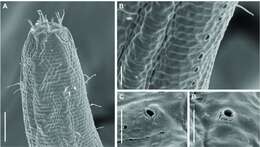 Image of Biarmifer nesiotes Cunha, Fonseca & Amaral 2023