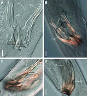 Image of Biarmifer nesiotes Cunha, Fonseca & Amaral 2023