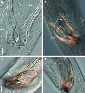 Image of Biarmifer nesiotes Cunha, Fonseca & Amaral 2023