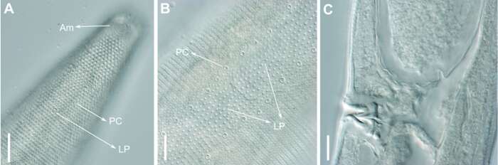 Image of Biarmifer nesiotes Cunha, Fonseca & Amaral 2023