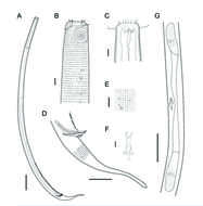 Image of Biarmifer nesiotes Cunha, Fonseca & Amaral 2023