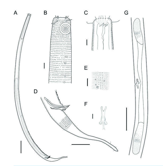 Image of Biarmifer nesiotes Cunha, Fonseca & Amaral 2023