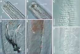 Image of Biarmifer nesiotes Cunha, Fonseca & Amaral 2023