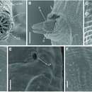 Image of Biarmifer nesiotes Cunha, Fonseca & Amaral 2023