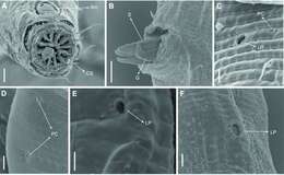 Image of Biarmifer nesiotes Cunha, Fonseca & Amaral 2023