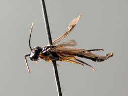 Image of Ametastegia glabrata (Fallen)