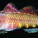 Image of surge dwarfgoby