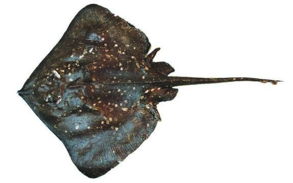 Image of Chapman’s skate