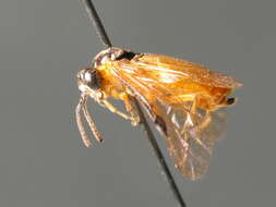 Image of <i>Athalia liberta</i>