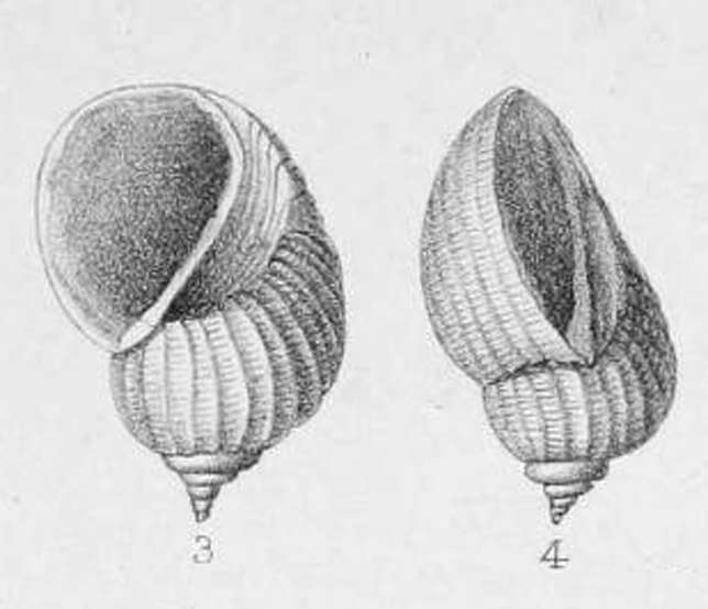 Image de Macromphalus citharella (Cossmann 1888)