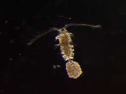 Image of Copepod