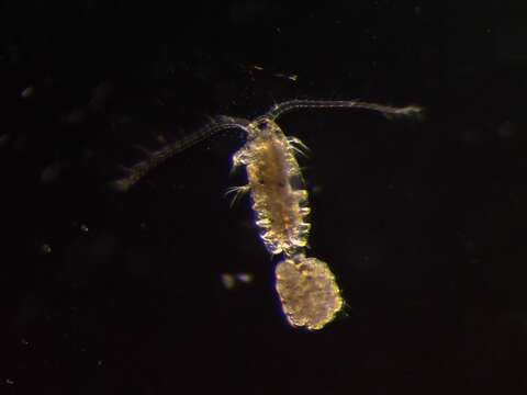 Image of Copepod